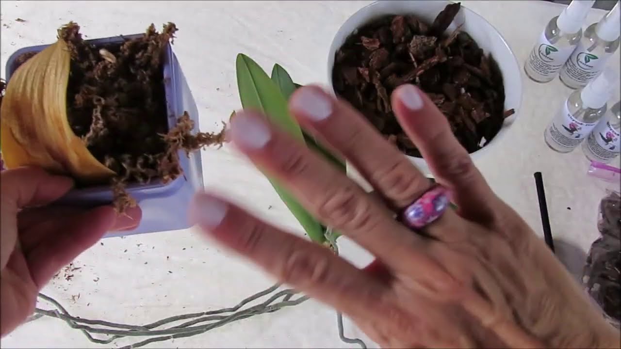 Como cambiar musgo a orquidea en la peor maceta tiene hojas amarillas y raices por fuera #286