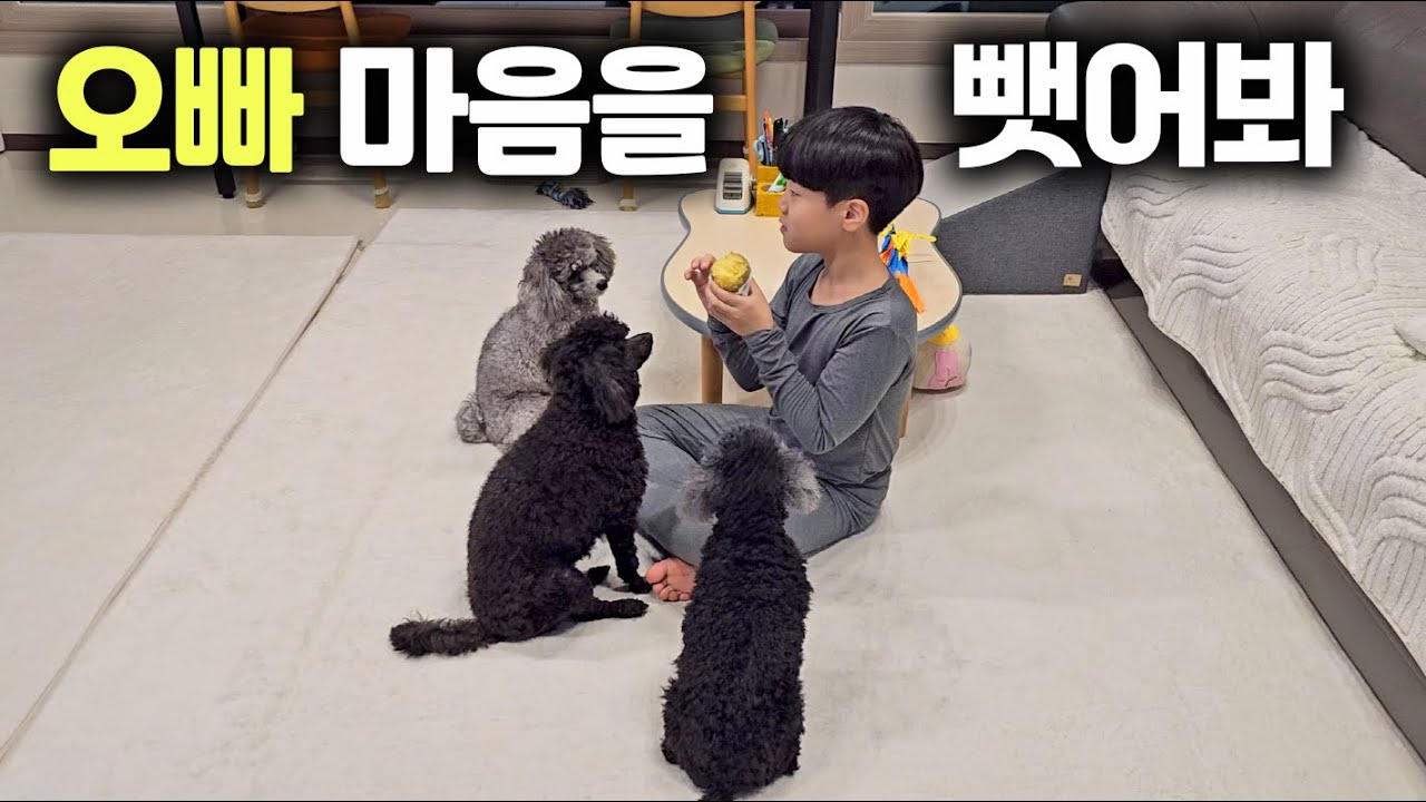 오빠 마음을 빼앗고 싶은 강아지들