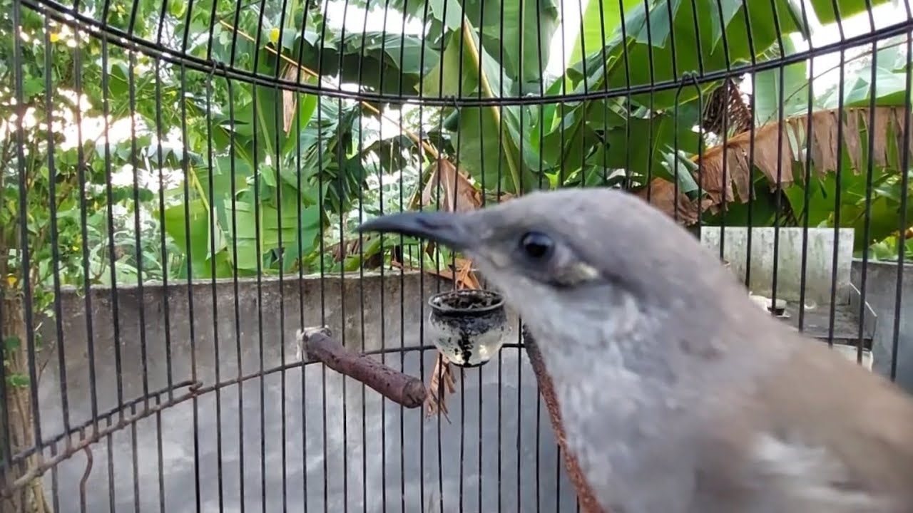 Pancingan Cucak Kombo Paud Agar Cepat Gacor. Burung cangklikan Gacor Full Isian