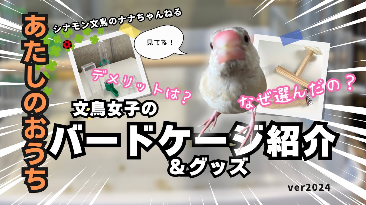 【文鳥女子VLOG】ルームツアー⭐︎おすすめ&お気に入りの鳥ケージ＆飼育用品をご紹介！なぜ選んだの？デメリットは？　文鳥のいる暮らし！