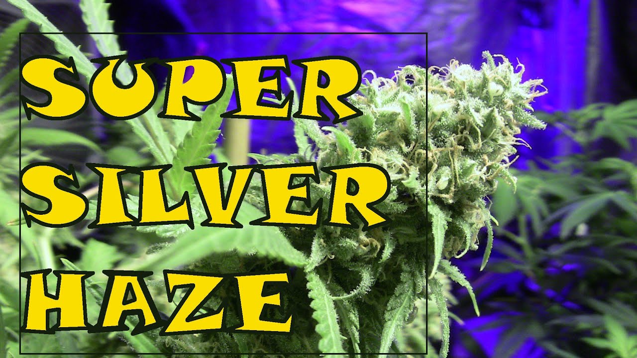 Garden Update 32 Super Silver Haze