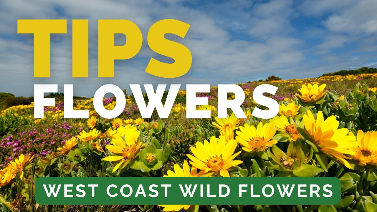 West Coast Wild Flowers - Top Tips that will make your trip even better!