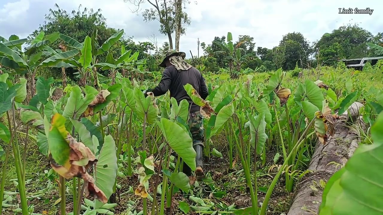 Part 1.`Bersihkan rumput di kebun keladi dan terus ambil halia