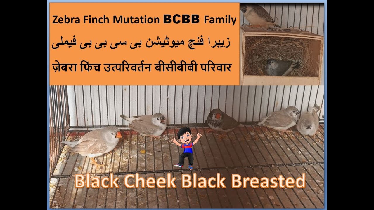 Zebra Finch Mutation BCBB family |  Finches | Finch setup | Zebra Finch Colony | Breeding World Farm