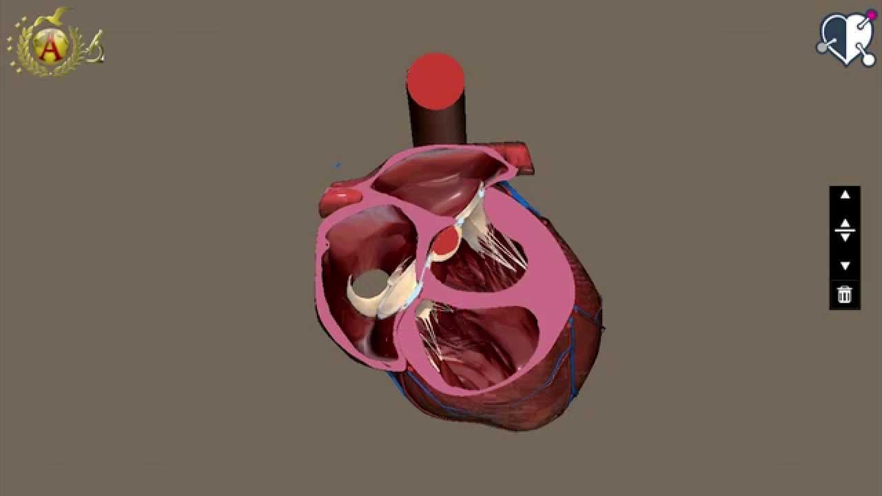 Apparato cardiocircolatorio 02: Cuore - Configurazione interna