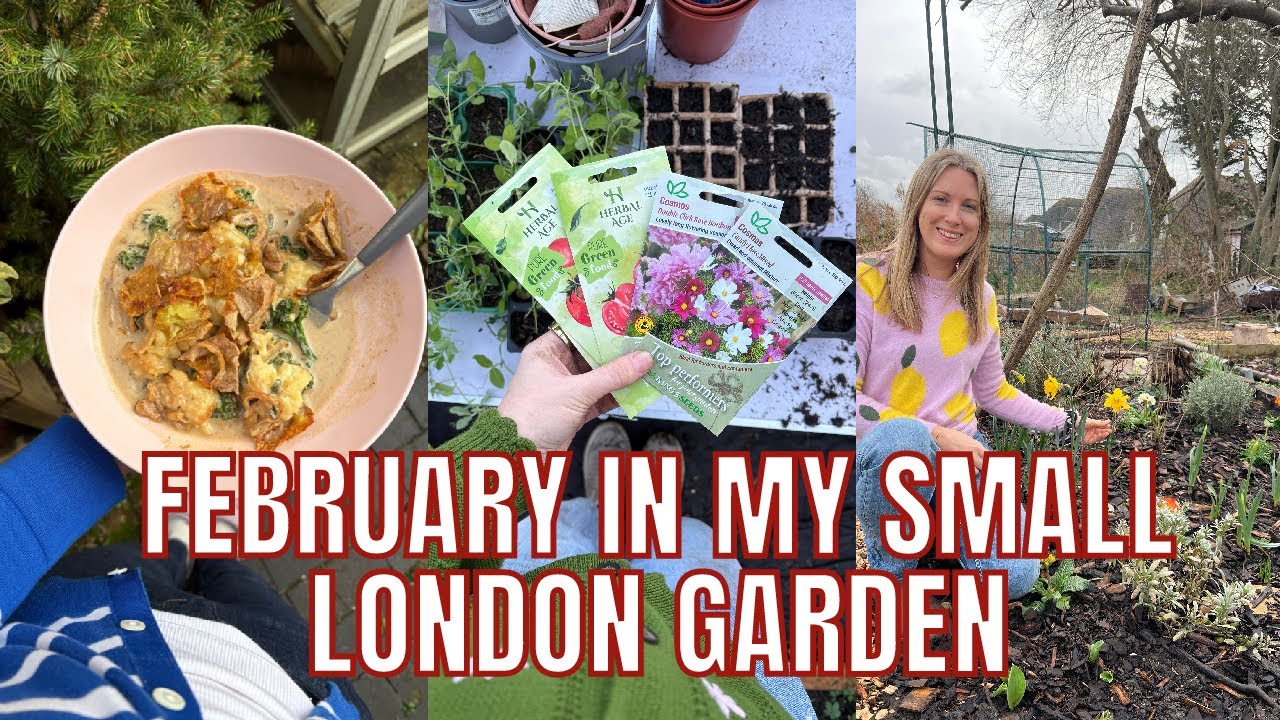 FEBRUARY IN MY SMALL LONDON GARDEN / EMMA'S SUNDAY DIARIES