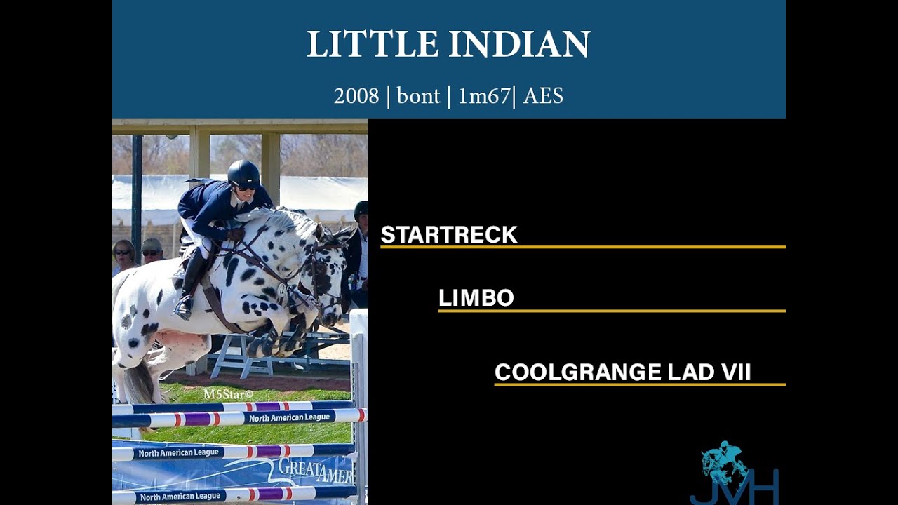 Little Indian - Hengst 2008
