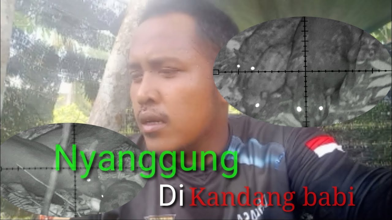 Tumben dapat spot kandang babi hutan...