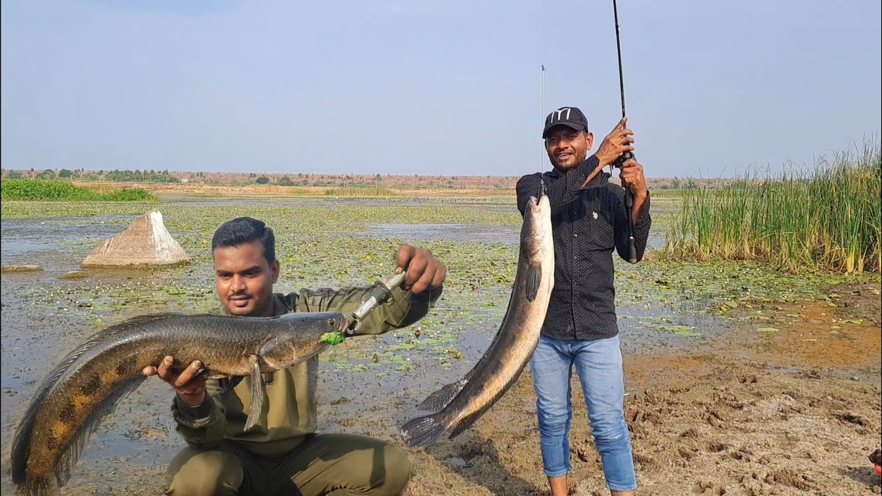BEST SNAKEHEAD FISHING TECHNIQUES | MONSTER SNAKE HEAD FISHING VIDEOS
