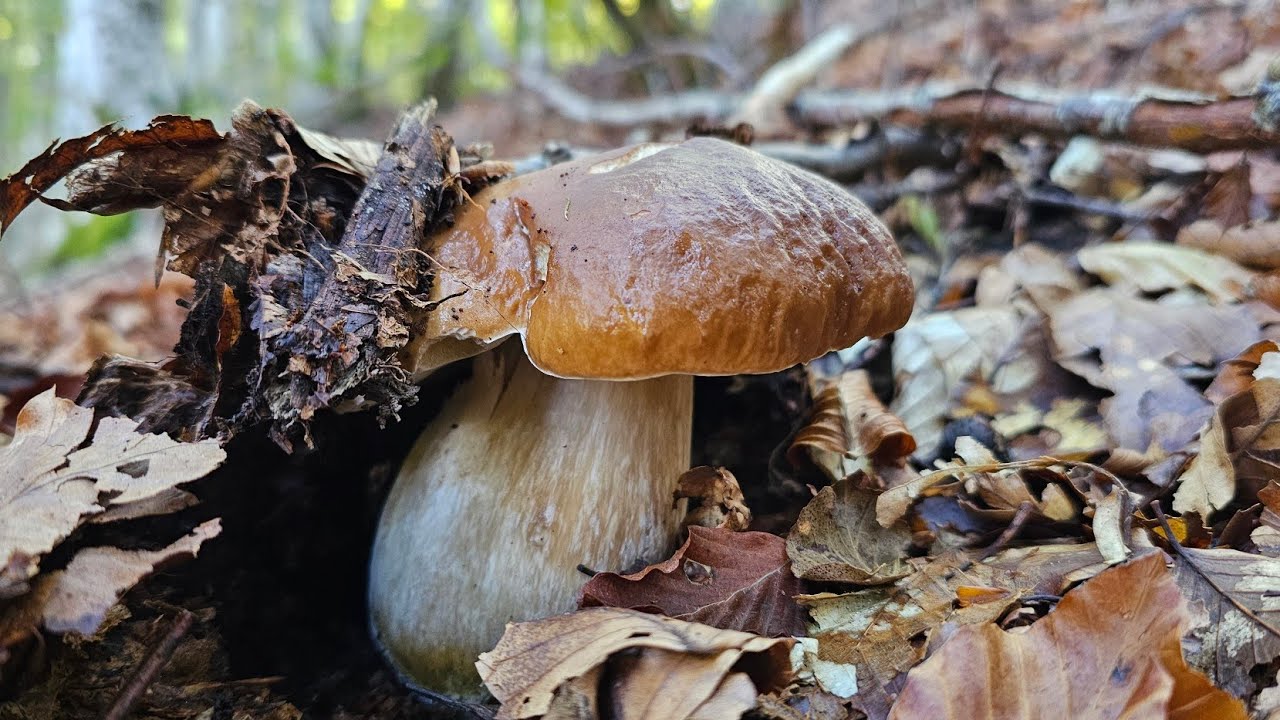 VI SVELO LA FUNGAIA SEGRETA - SABATO 4 OTTOBRE