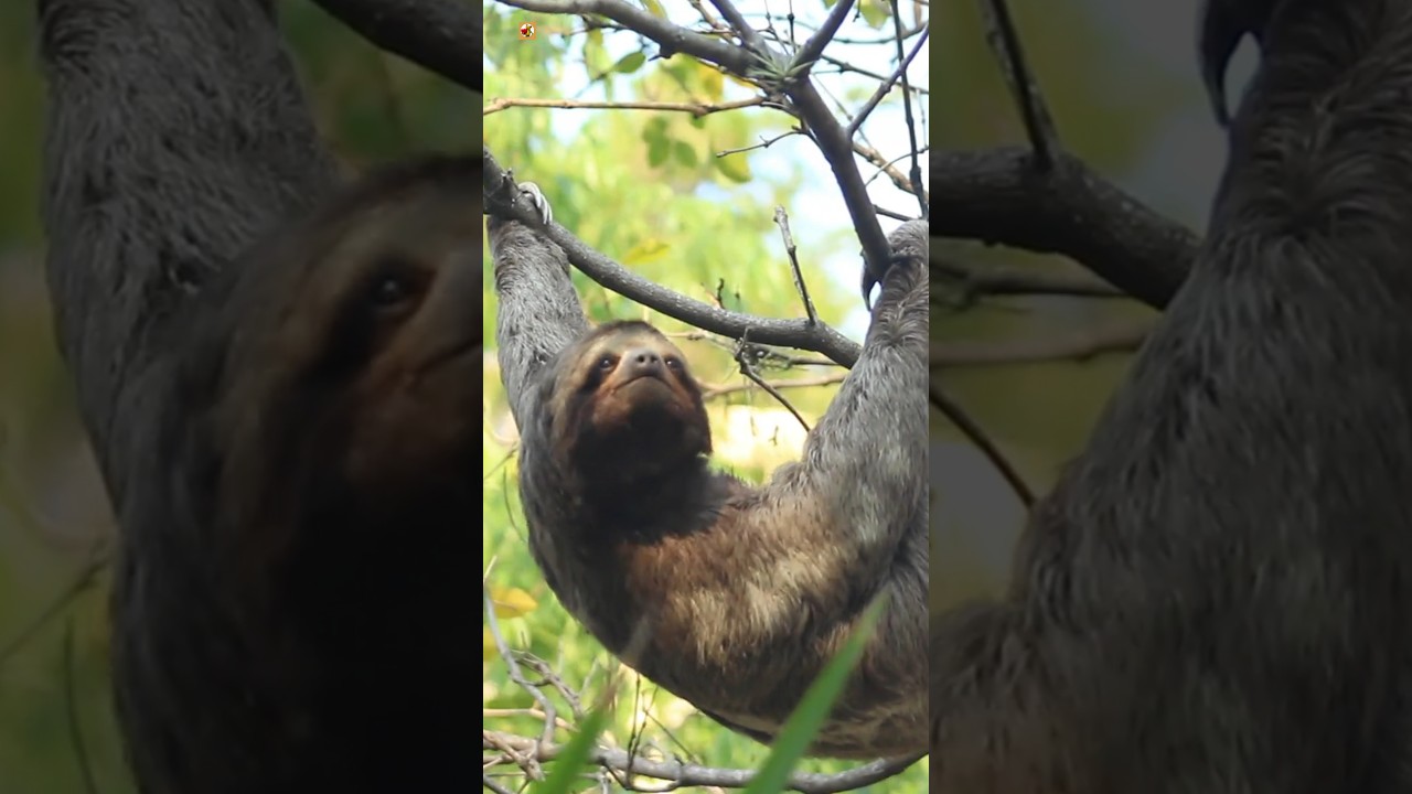 Sloth Sounds 🦥