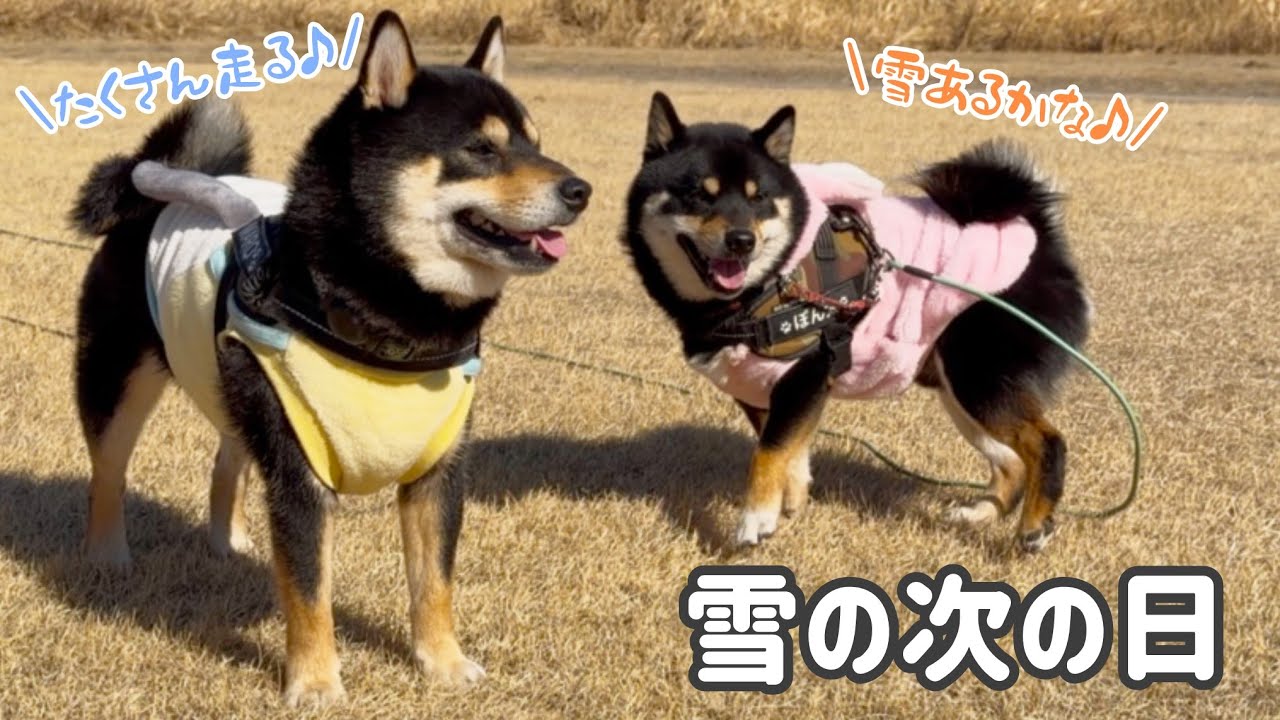 前日の雪を探しにたくさん走った黒柴兄弟、まろとぽん太。