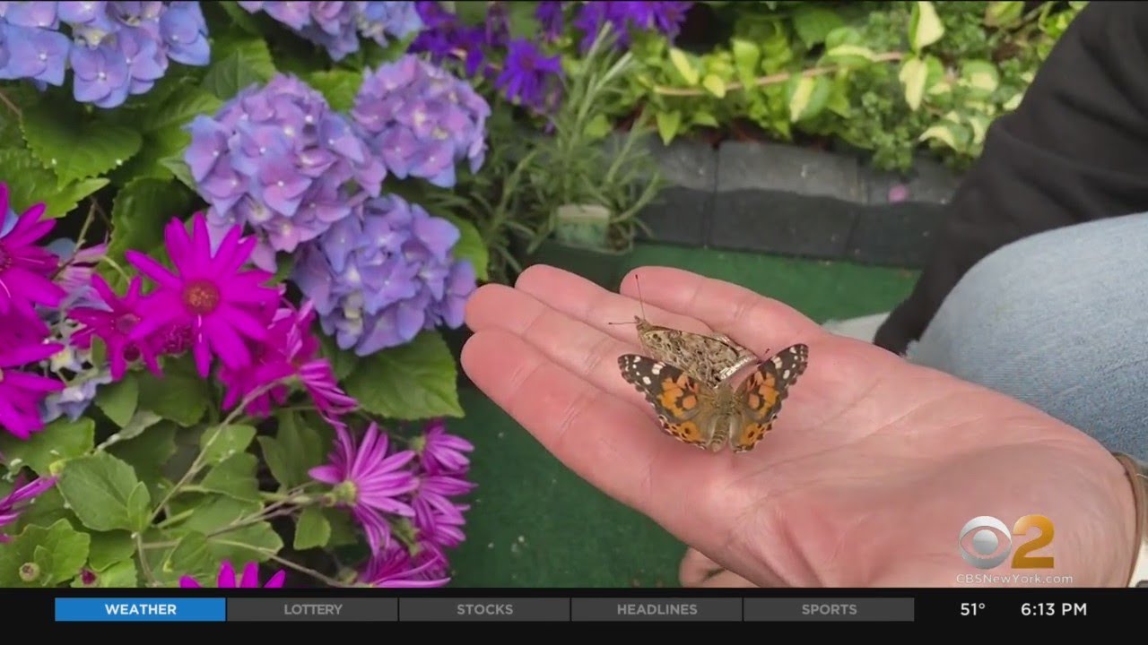 Babylon Residents Flocking To Butterfly Greenhouse Hosted By Local Shopowners