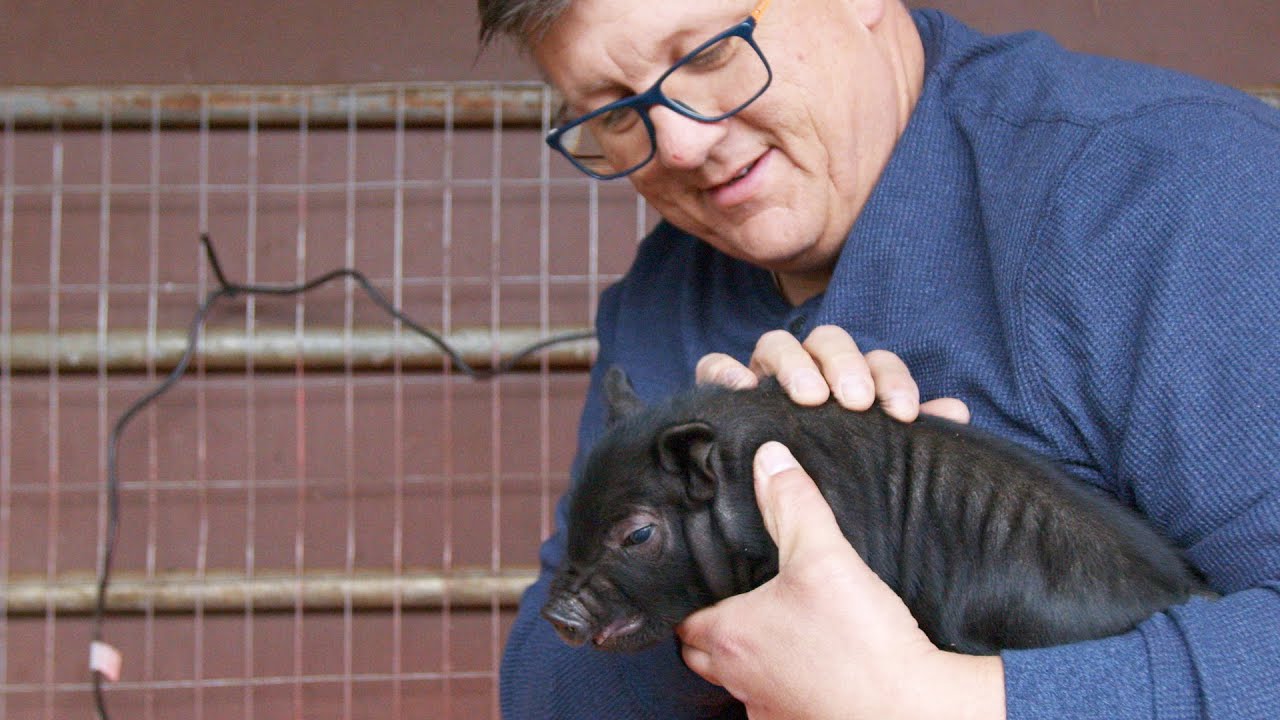 Newborn Piglets on the Farm!