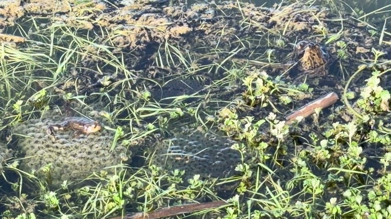 Frogspawn North Kelsey Natural Burial ground 10/03/2026