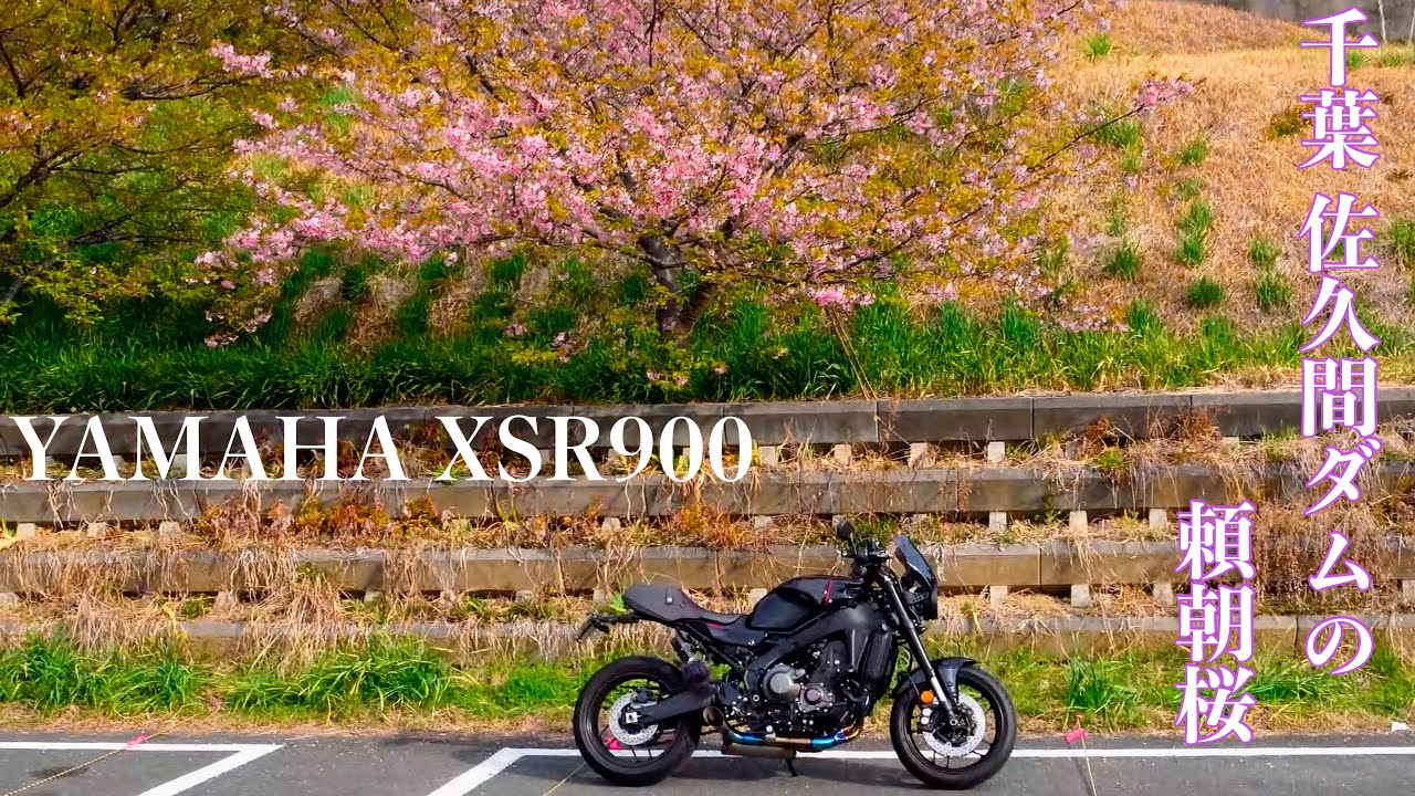 XSR900｜千葉 もみじロード〜頼朝桜の佐久間ダムへ｜SP忠男 POWERBOX FULL RS Titanium Exhaust🔊｜CP3 三気筒サウンド