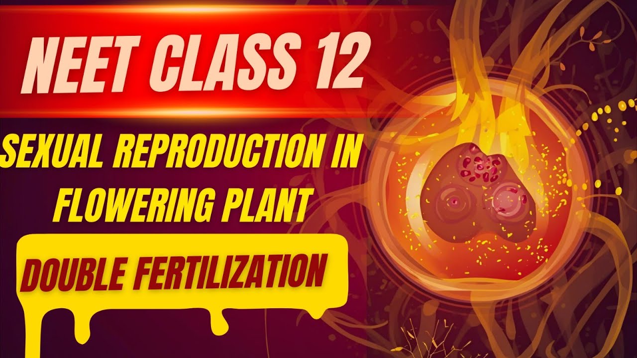 L-7 Double Fertilization in Flowering Plants | NEET Biology Class 12