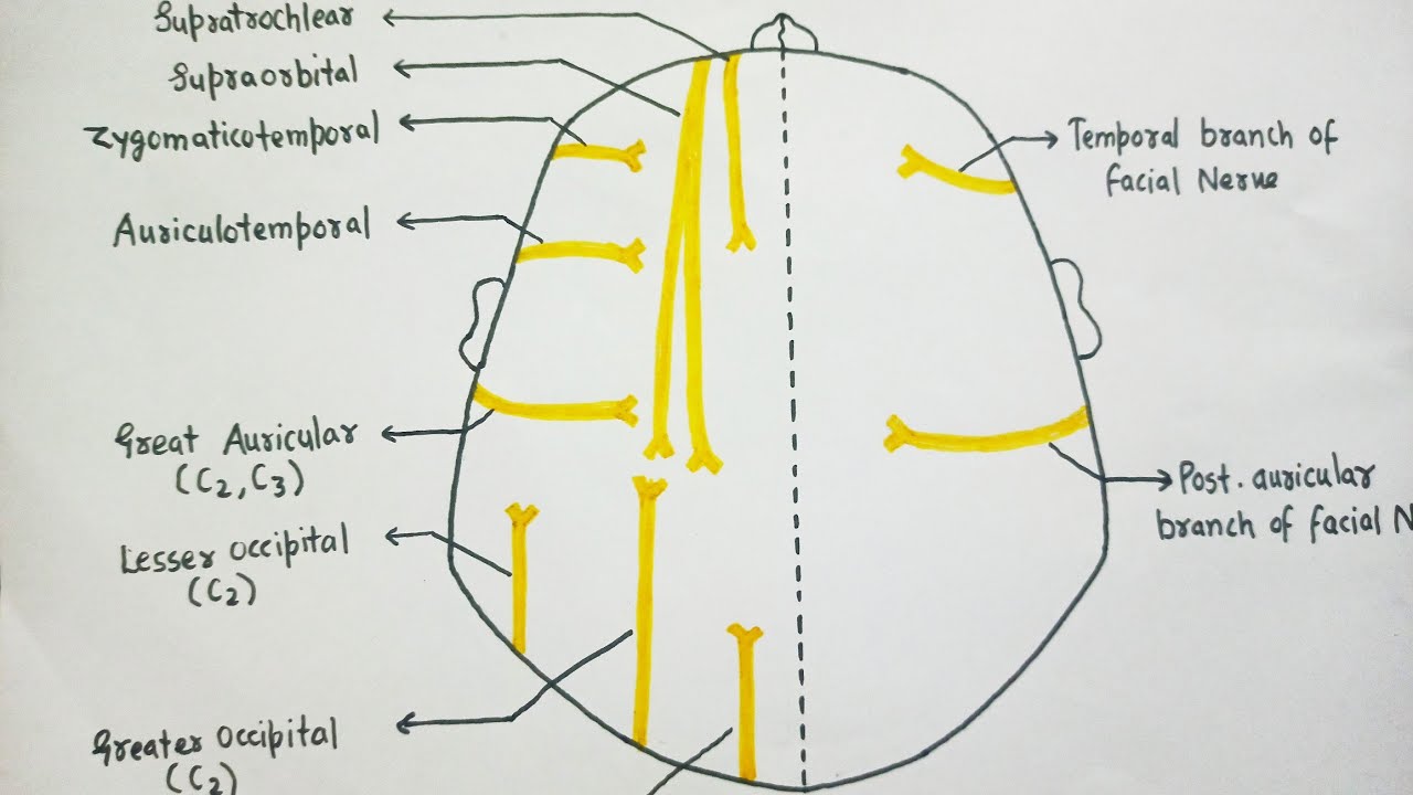 SCALP ( Nerve Supply )