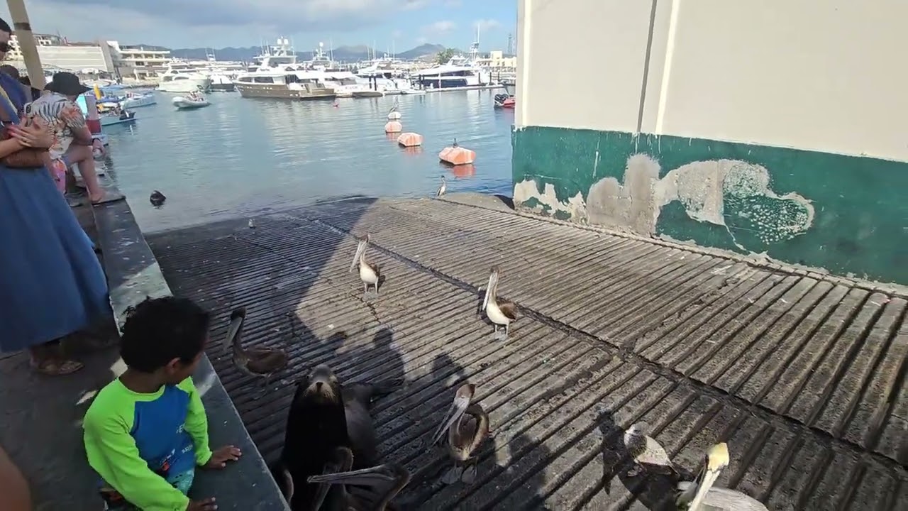[#cabosanlucas] #sealions and #pelicans @ Cabo pt 2