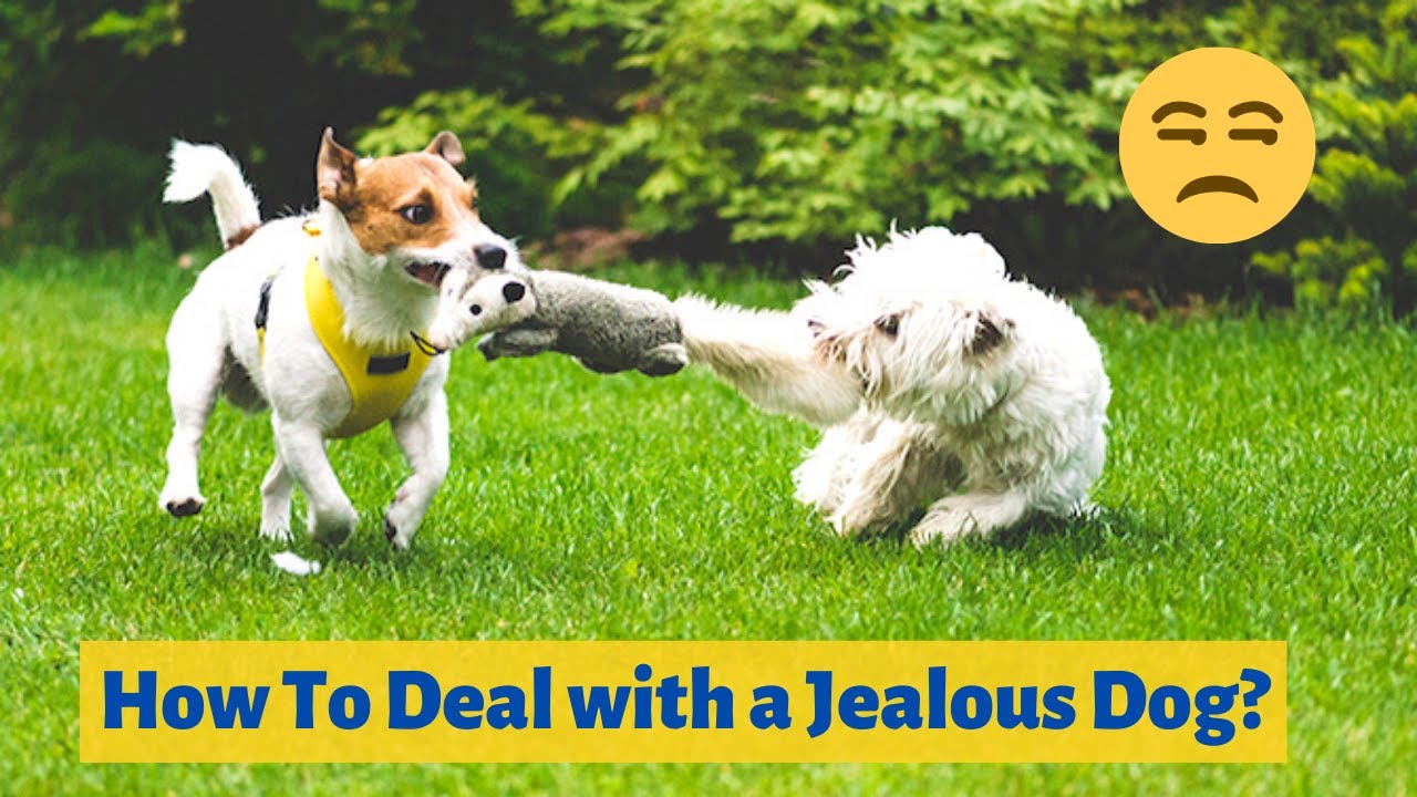 Signs of a Jealous Dog and How to deal with it?