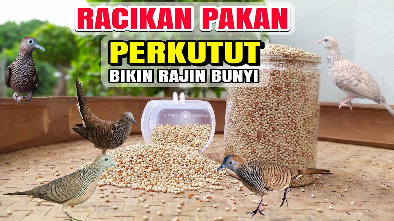 RESEP PAKAN PERKUTUT AGAR RAJIN BUNYI 🐦