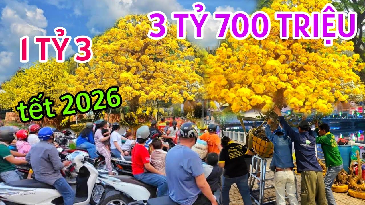HỎI GIÁ HOA KIỂNG TẾT CHỢ HOA XUÂN LONG XUYÊN 2026 SỐC GIÁ CÂY MAI VÀNG 3 TỶ 700 TRIỆU