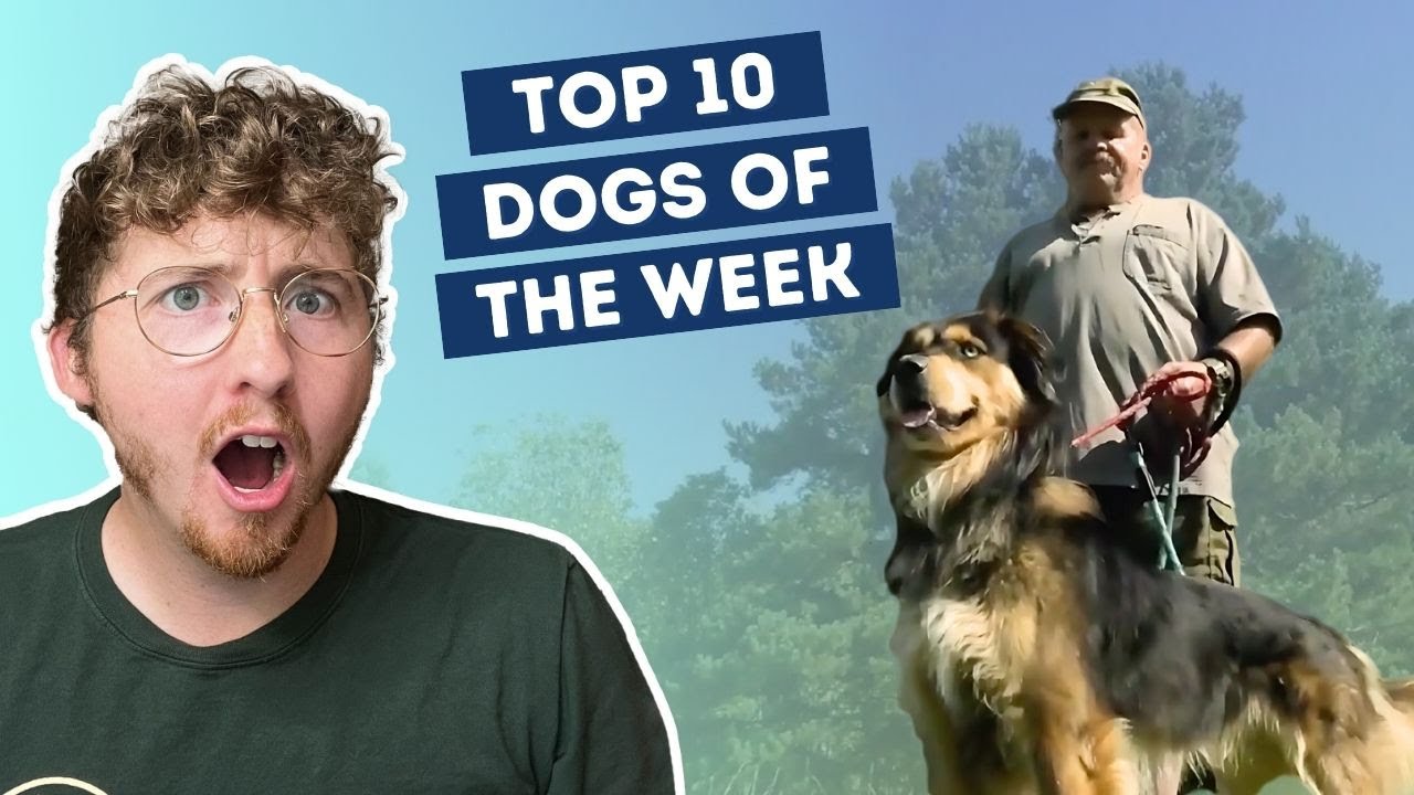Dog Performs CPR to Save Their Human | Top 10 Dogs of the Week!
