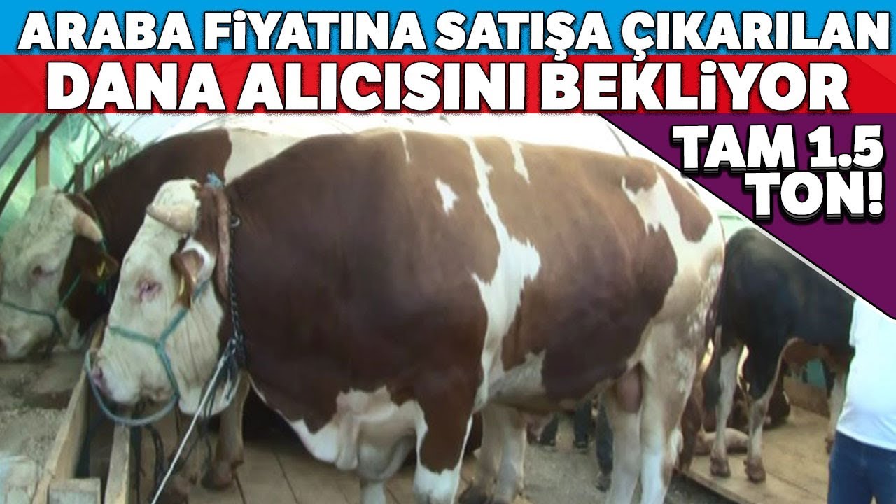 Bir Buçuk Tonluk Dana Kurban Pazarının İlgi Odağı Oldu