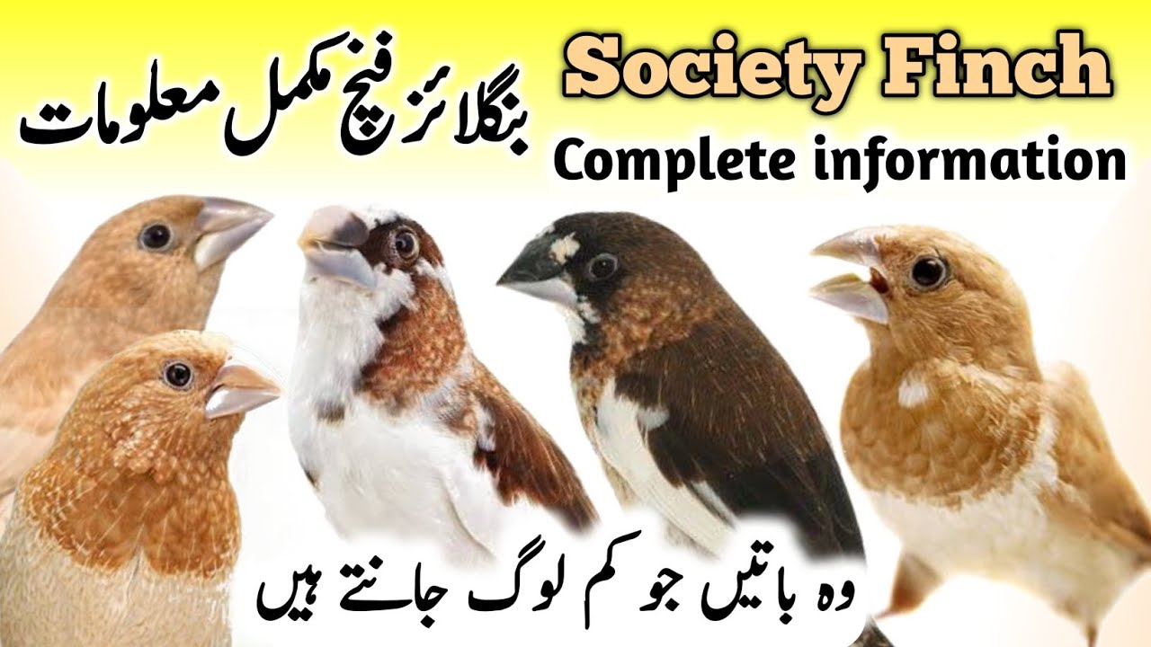 Bengalese Society Finch Breeding Tips | Bengalese Society Finch Male Female | Society Finch Singing