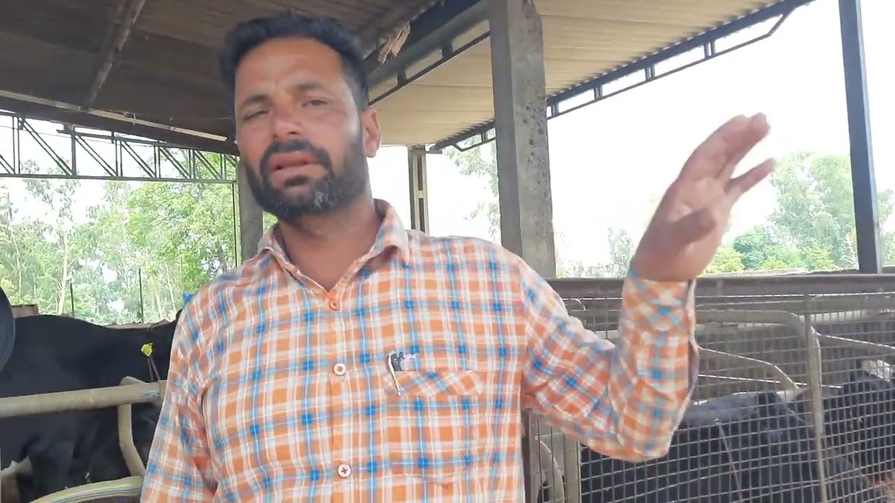 ਡੇਅਰੀ ਫਾਰਮ ਵਿੱਚ ਕਿਊਬਿਲਕ ਦੀ ਕੀ ਮਹੱਤਤਾ