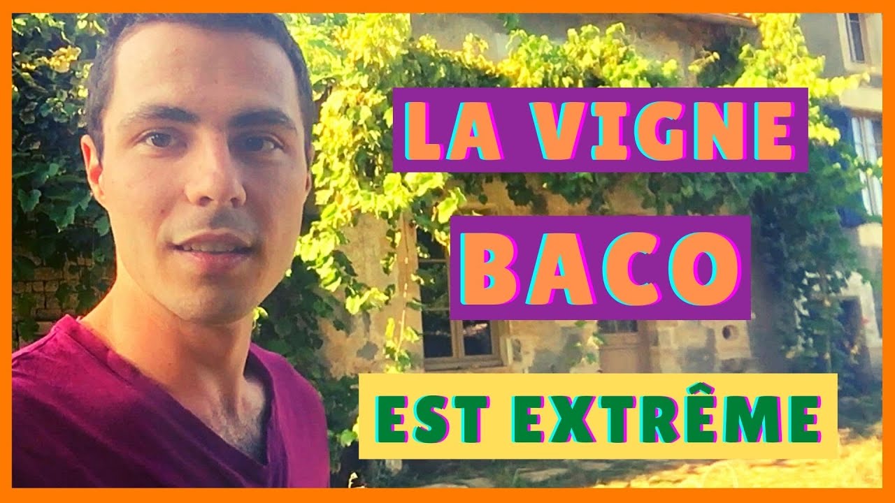 Histoire de la vigne | Récolte VIGNE BACO, EXTREMEMENT PRODUCTIVE, Résistante, Bouturable, Interdite