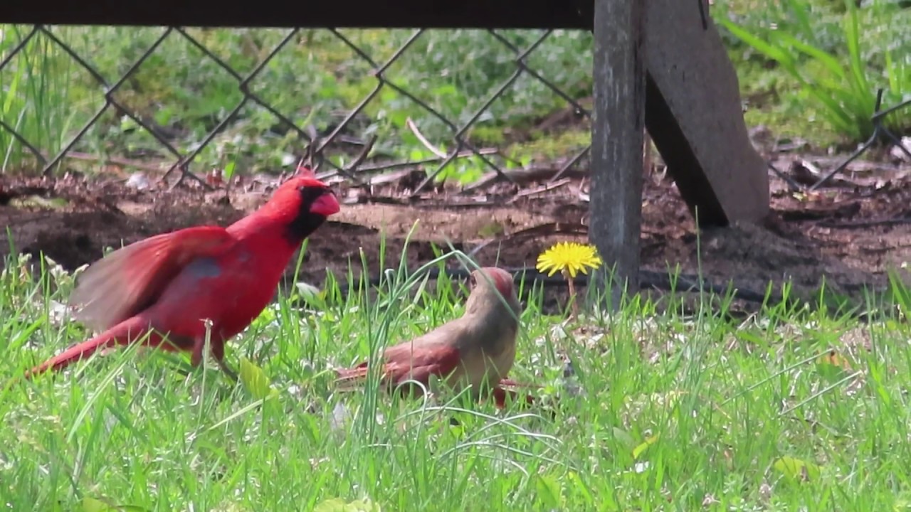 Northern Cardinal Courtship Dance