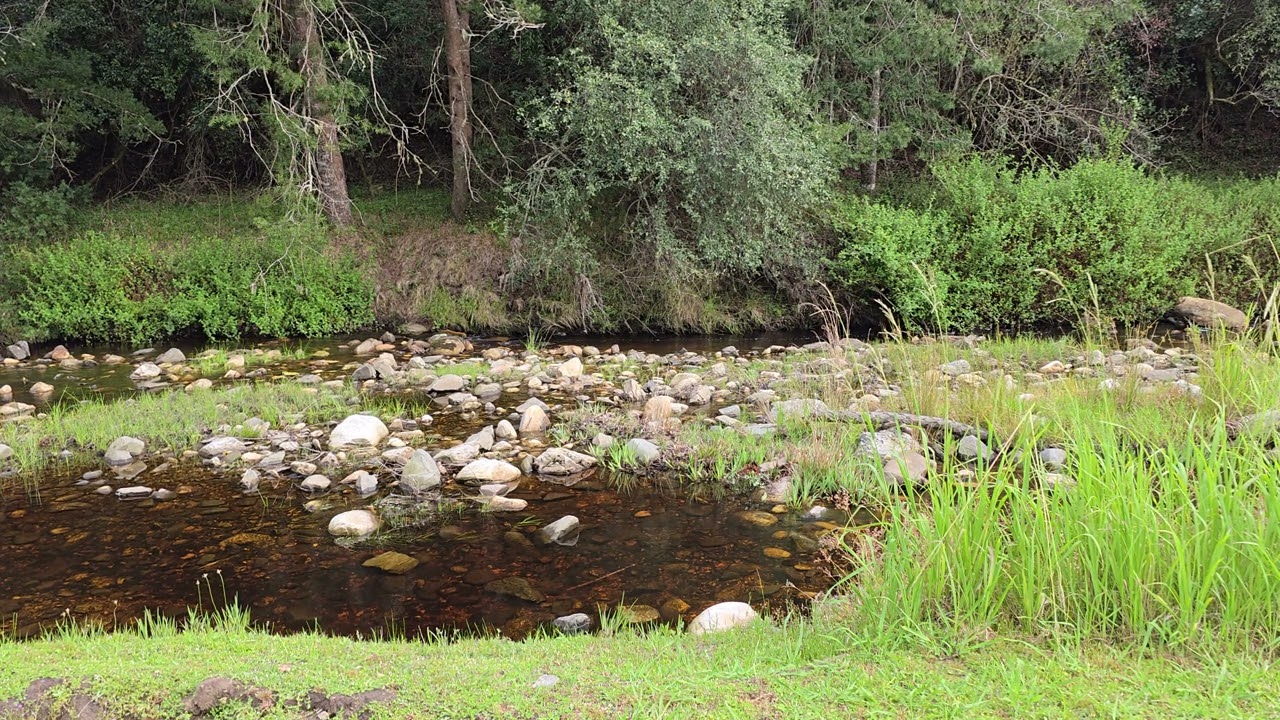 Sounds near a tranquil flowing stream 