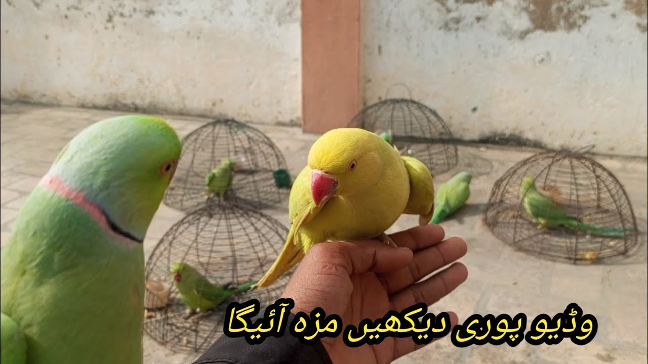 میرے طوطے مستی کرتے ہوئے وڈیو پوری دیکھیں #parrot #nonstoptalkingparrot #talkingparot #viralvideos 