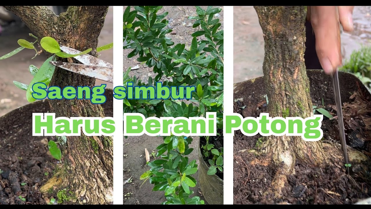 Harus Berani Potong ,Biar Pohon Makin Bagus Bahan Bonsai Saeng Simbur