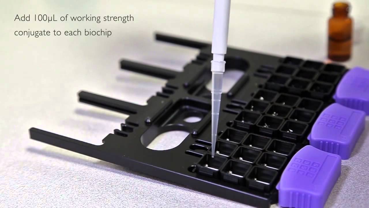 Assay Protocol for Randox Food's AM V Biochip array