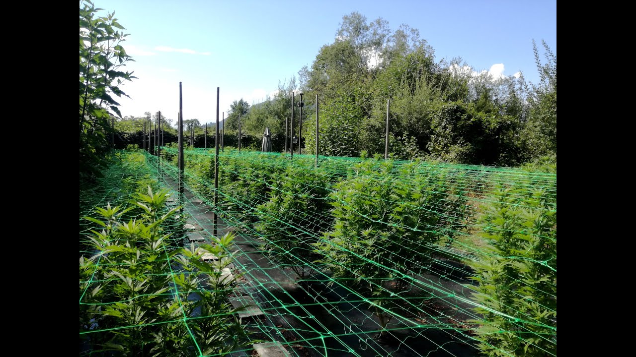 CBD Outdoorgrow 24.08.2022 @NaturgartenEuring  #&ouml;sterreich