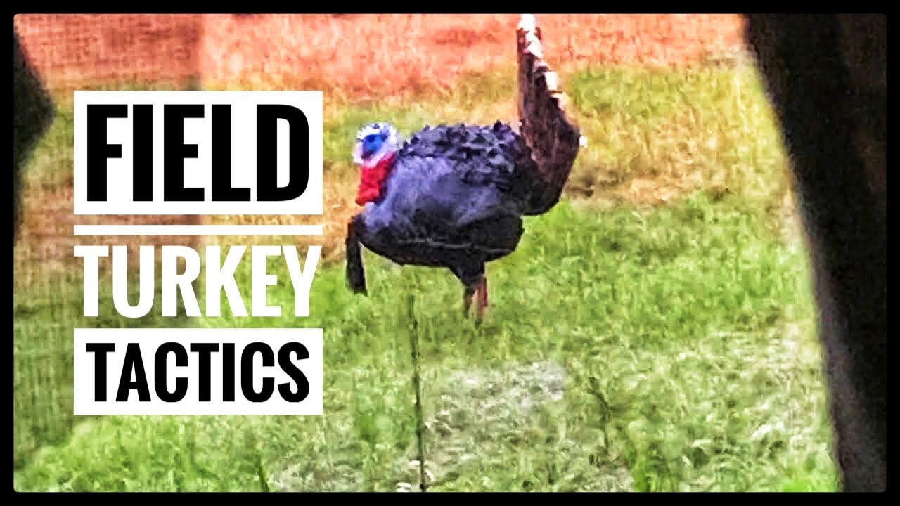 Field Turkey Tactics (Small, Medium, and Large Fields)
