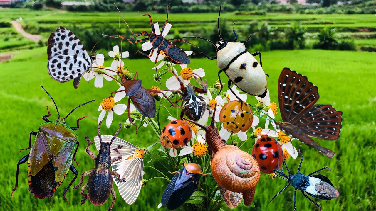 Hunting for strange insects, collecting insects, ladybugs, spiders, butterflies, beautiful insects