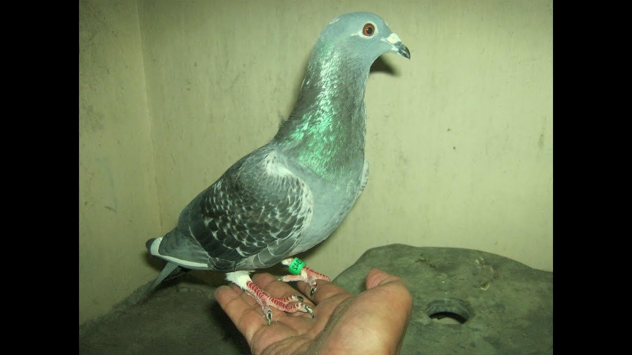 20 WAYS ON BECOMING A CHAMPION RACING PIGEON FANCIER #pigeonfancier#racingpigeon