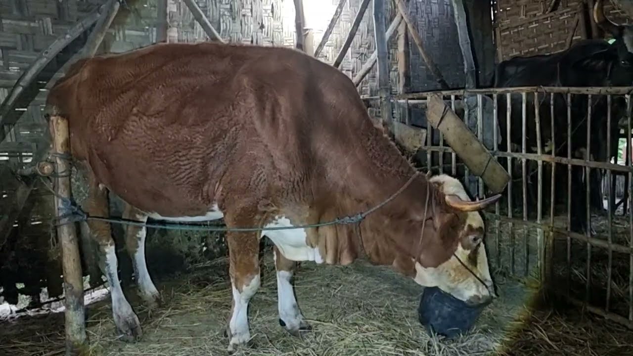 H430 Combor Sapi Simental Hamil-H123 Di Sore Hari | Jum'at 27 Februari 2026