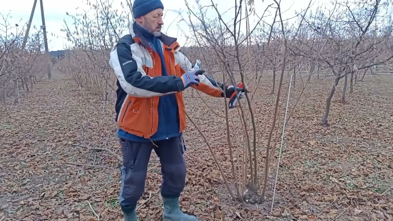 Особливості обрізки фундука Трапезунда #садівництво #фундук  #сад #обрізка
