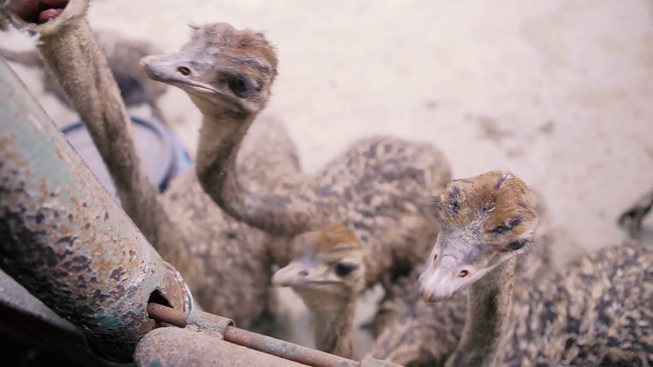 So What Happened To That Ostrich‬ On The ‪Federal Highway‬?