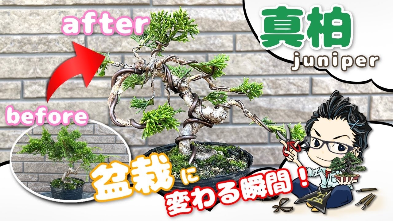 糸魚川真柏の苗　こんなに変わる！剪定　葉透かし　芽摘み針金かけ　整枝　Turn juniper seedlings into bonsai.