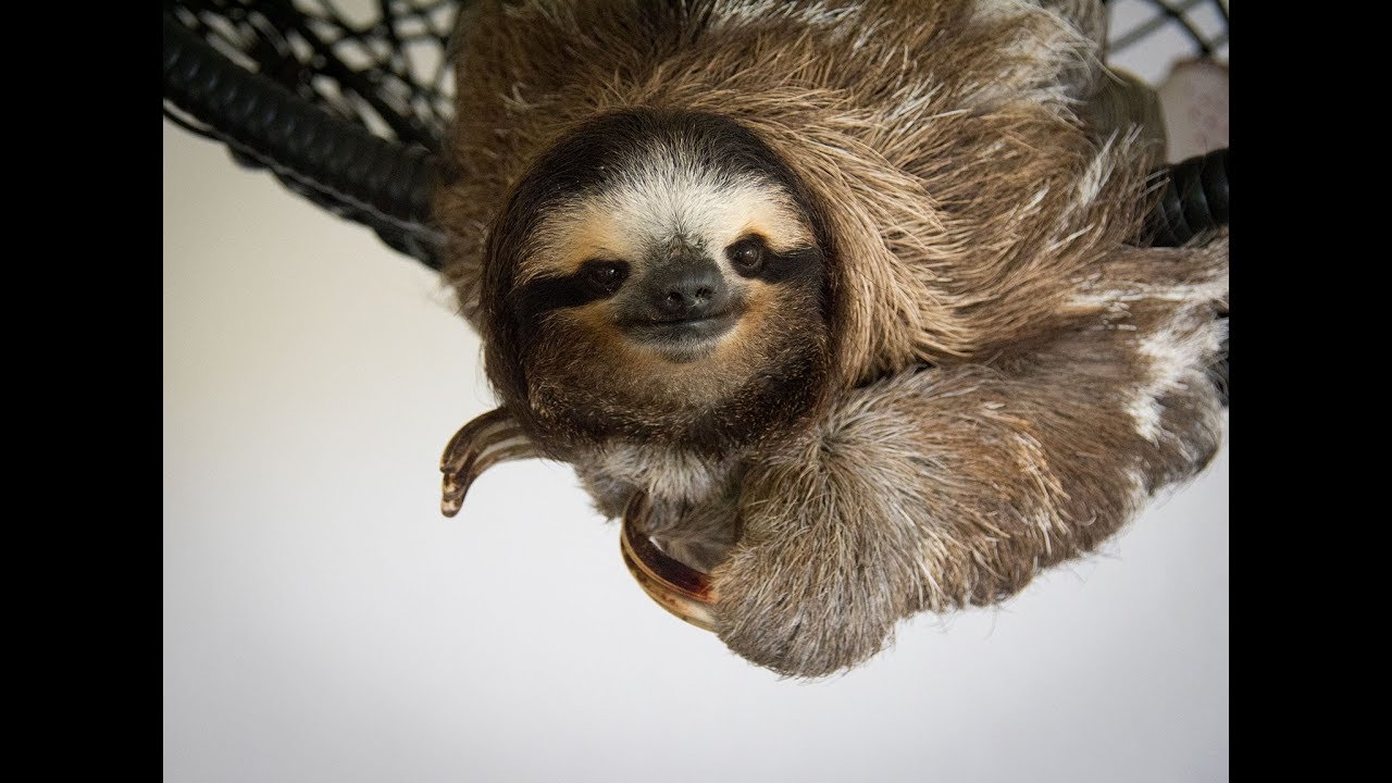 Buttercup the Sloth