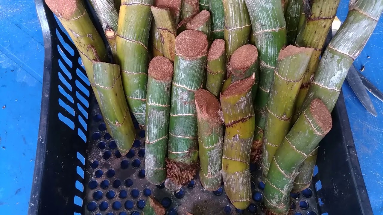 Cycnoches pentadactylon é a multiplicação que faço.