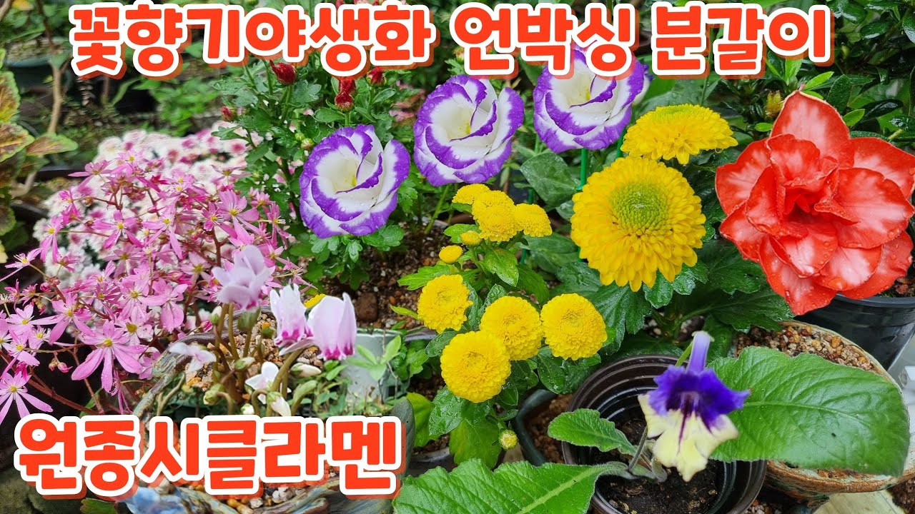 꽃향기야생화 언박싱 #리시안서스 #구절초 #야생씨클라멘 #폼폼국화 #네팔요정 #대문자초 #키우기