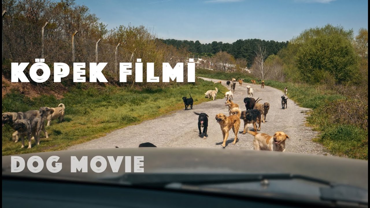 Köpek Filmi  | Belgesel