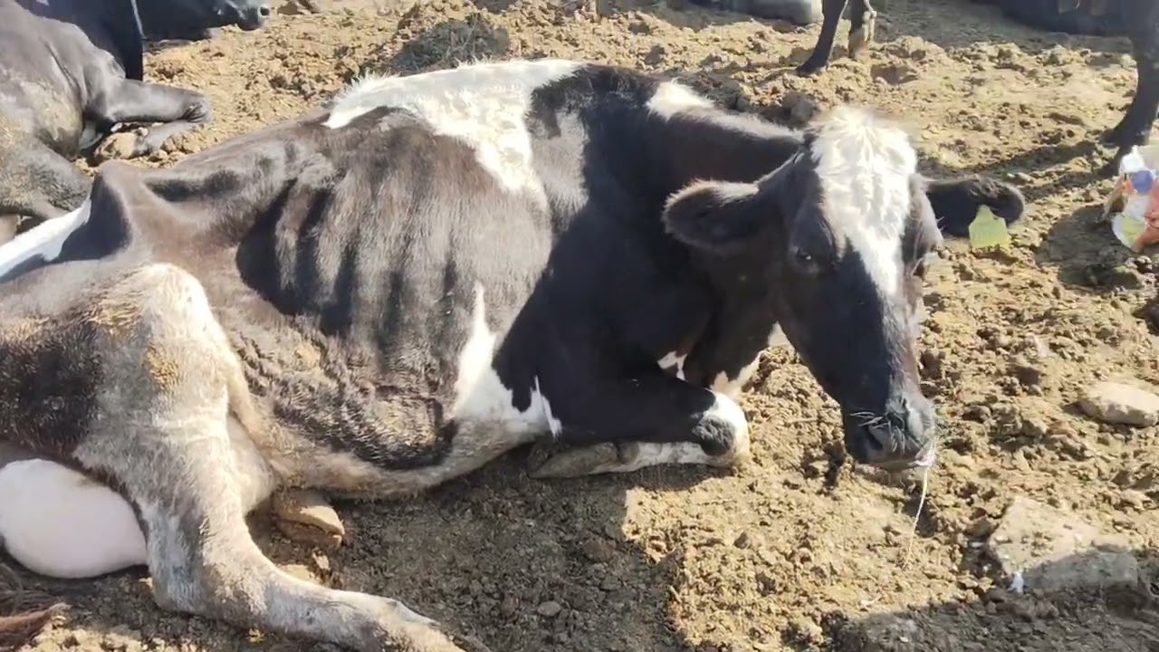 Mini vlog 👍 #youtubeshorts #minivlog #youtuber #cowfarming #cowfarm #cowlover #vipuldesai #viralvlog