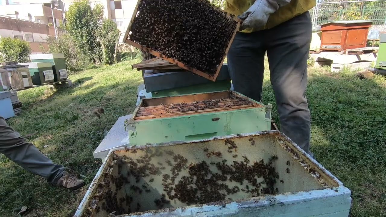 Traslavo api dalla pigliasciami all'arnia